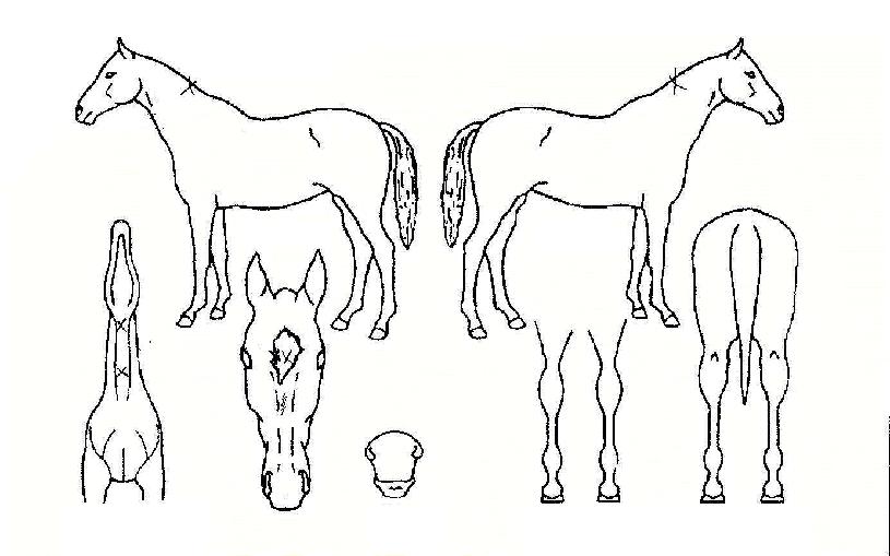 ³«¿øÀÇ Ãø¸é,¿ì¸é,µÞ¸é,µÎ»ó,´Ù¸®ÀÇ Æ¯Â¡µµÇØ