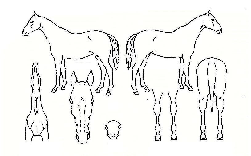 �������� ����,���,�޸�,�λ�,�ٸ��� Ư¡����