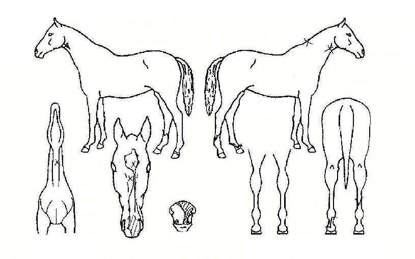 Äü¾Øµå±Û·Î¸®ÀÇ Ãø¸é,¿ì¸é,µÞ¸é,µÎ»ó,´Ù¸®ÀÇ Æ¯Â¡µµÇØ