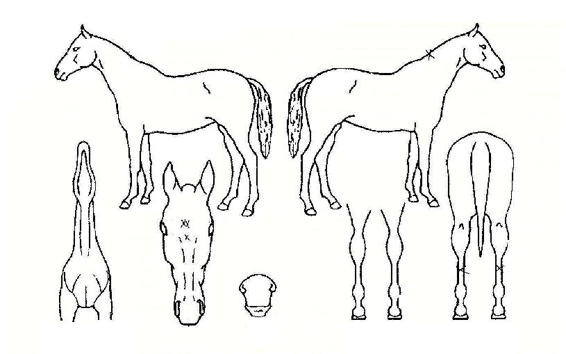 ����̻��� ����,���,�޸�,�λ�,�ٸ��� Ư¡����