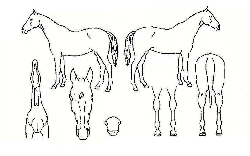 ´ë½ÂȯȣÀÇ Ãø¸é,¿ì¸é,µÞ¸é,µÎ»ó,´Ù¸®ÀÇ Æ¯Â¡µµÇØ