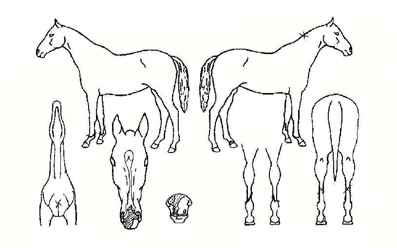 �����ڸ��� ����,���,�޸�,�λ�,�ٸ��� Ư¡����