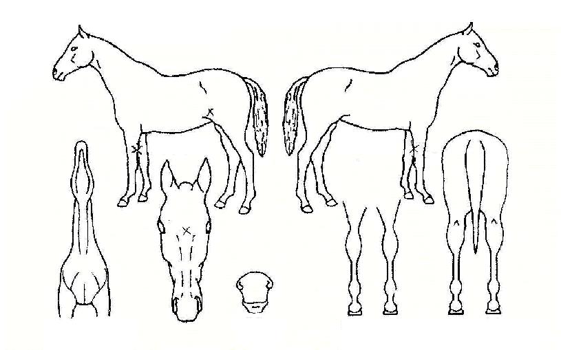 ³²µµ°øÁÖÀÇ Ãø¸é,¿ì¸é,µÞ¸é,µÎ»ó,´Ù¸®ÀÇ Æ¯Â¡µµÇØ