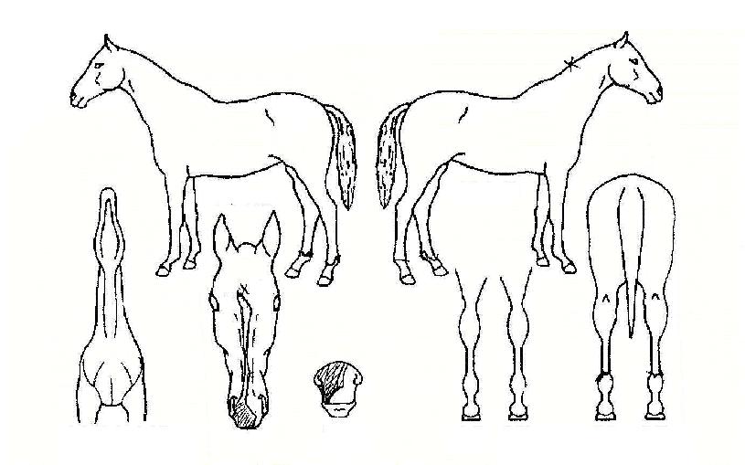 Ʈ���þǼ��� ����,���,�޸�,�λ�,�ٸ��� Ư¡����