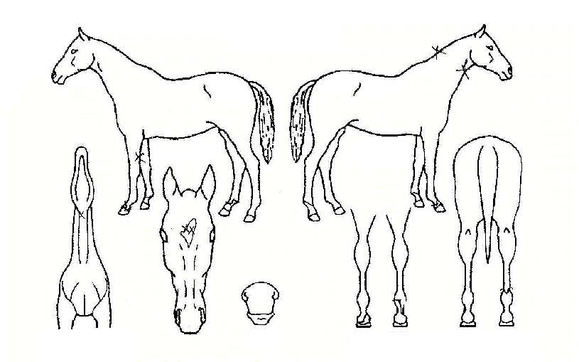 »õ·Î¿îÈñ¸ÁÀÇ Ãø¸é,¿ì¸é,µÞ¸é,µÎ»ó,´Ù¸®ÀÇ Æ¯Â¡µµÇØ