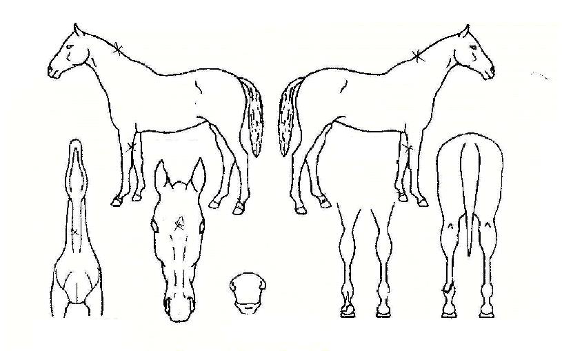 Àιö±×¸°ÀÇ Ãø¸é,¿ì¸é,µÞ¸é,µÎ»ó,´Ù¸®ÀÇ Æ¯Â¡µµÇØ