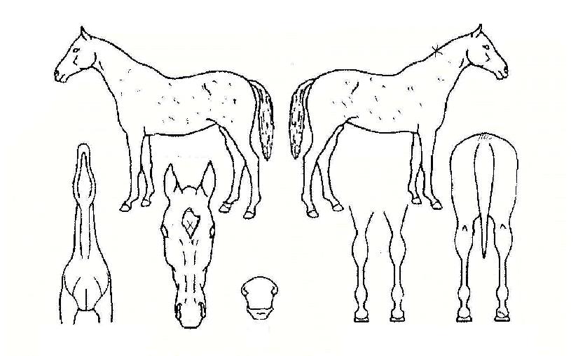 Æ®¸®Çü±µ¥ÀÌÀÇ Ãø¸é,¿ì¸é,µÞ¸é,µÎ»ó,´Ù¸®ÀÇ Æ¯Â¡µµÇØ