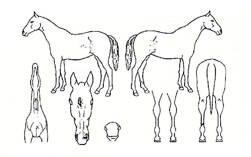 ½½·ÎÁ¤ÀÇ Ãø¸é,¿ì¸é,µÞ¸é,µÎ»ó,´Ù¸®ÀÇ Æ¯Â¡µµÇØ