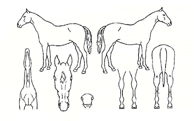 �̽�Ÿ���� ����,���,�޸�,�λ�,�ٸ��� Ư¡����