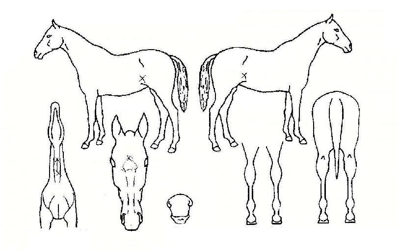 ���ʹ����ڸ��� ����,���,�޸�,�λ�,�ٸ��� Ư¡����