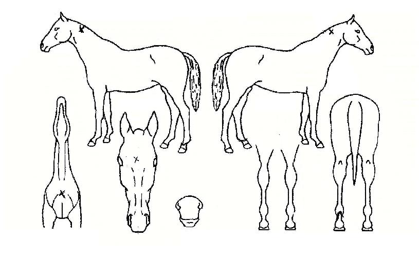 ¼±»êÀÇ Ãø¸é,¿ì¸é,µÞ¸é,µÎ»ó,´Ù¸®ÀÇ Æ¯Â¡µµÇØ