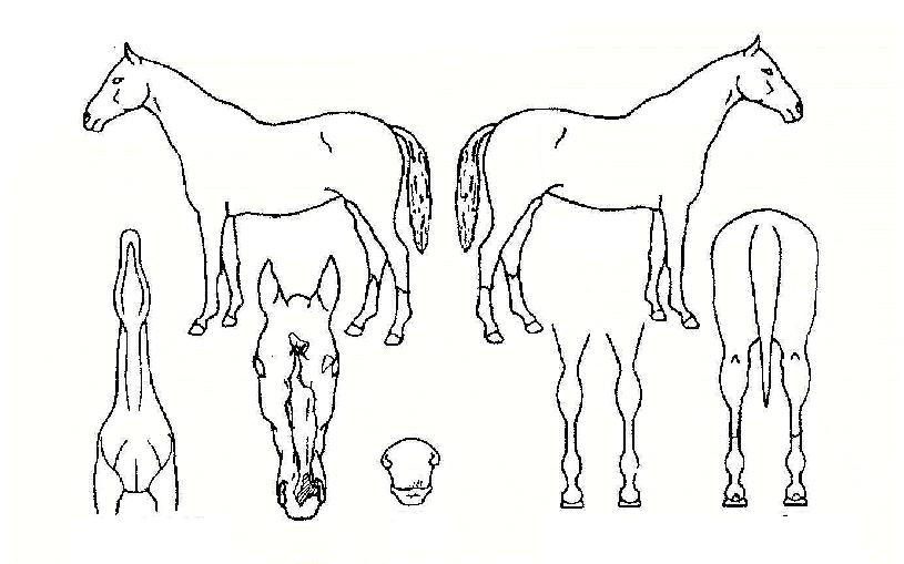 ������ ����,���,�޸�,�λ�,�ٸ��� Ư¡����