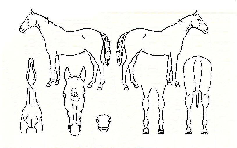 ¹é·Ïõ»çÀÇ Ãø¸é,¿ì¸é,µÞ¸é,µÎ»ó,´Ù¸®ÀÇ Æ¯Â¡µµÇØ