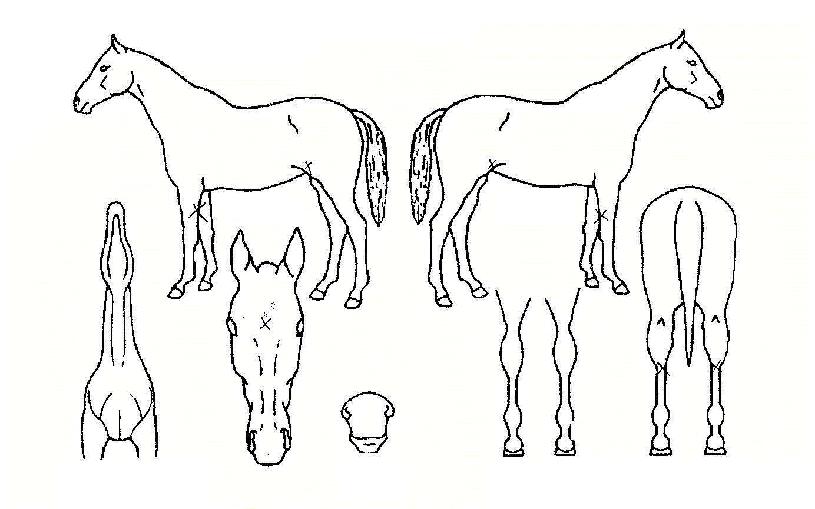 �ø���è�Ǿ��� ����,���,�޸�,�λ�,�ٸ��� Ư¡����