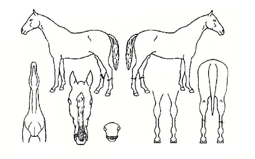 ����ī���� ����,���,�޸�,�λ�,�ٸ��� Ư¡����