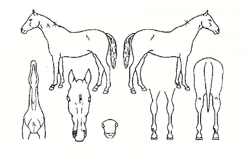 ¹é·Ï±â¿îÀÇ Ãø¸é,¿ì¸é,µÞ¸é,µÎ»ó,´Ù¸®ÀÇ Æ¯Â¡µµÇØ