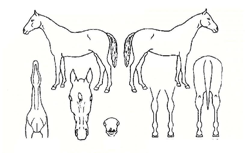 �ƹ漼�� ����,���,�޸�,�λ�,�ٸ��� Ư¡����