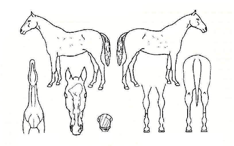 û������ ����,���,�޸�,�λ�,�ٸ��� Ư¡����