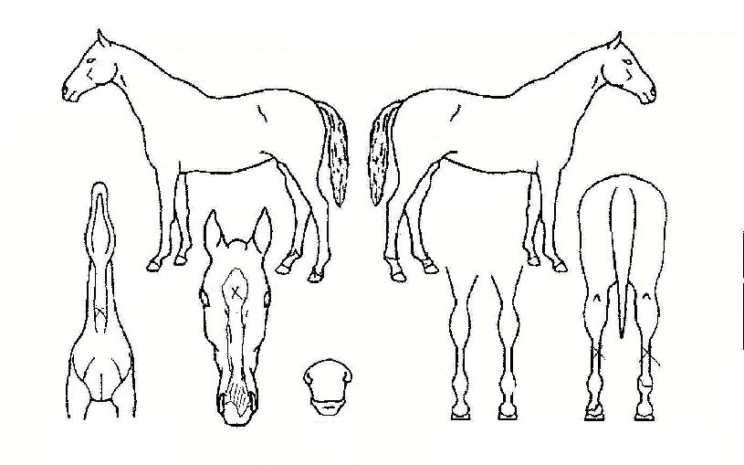 Á¤¸»ÀßÇØÀÇ Ãø¸é,¿ì¸é,µÞ¸é,µÎ»ó,´Ù¸®ÀÇ Æ¯Â¡µµÇØ