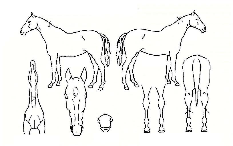 ����Ʈ������ ����,���,�޸�,�λ�,�ٸ��� Ư¡����