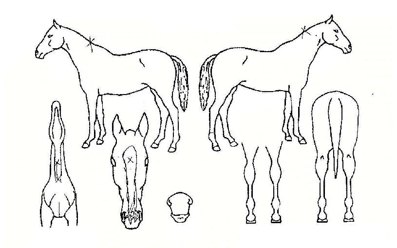 �ִϿ��� ����,���,�޸�,�λ�,�ٸ��� Ư¡����