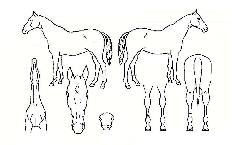 ���������̵��� ����,���,�޸�,�λ�,�ٸ��� Ư¡����