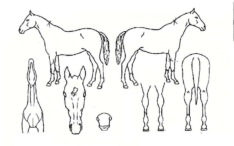 ¾ÈÁ©¶ó¼ÒÀÌÀÇ Ãø¸é,¿ì¸é,µÞ¸é,µÎ»ó,´Ù¸®ÀÇ Æ¯Â¡µµÇØ