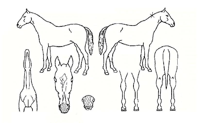 ������ ����,���,�޸�,�λ�,�ٸ��� Ư¡����