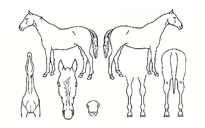 ÆÄÀÌ³ÎÆÝÄ¡ÀÇ Ãø¸é,¿ì¸é,µÞ¸é,µÎ»ó,´Ù¸®ÀÇ Æ¯Â¡µµÇØ