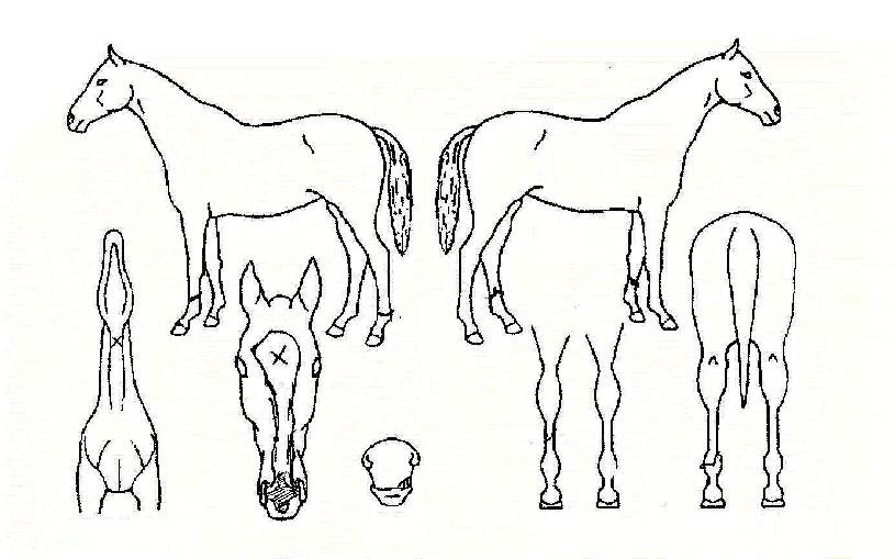 �ŷ��ڸ��� ����,���,�޸�,�λ�,�ٸ��� Ư¡����