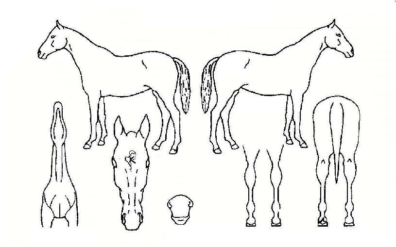 ±¸¿ù»êÀÚ¸¶ÀÇ Ãø¸é,¿ì¸é,µÞ¸é,µÎ»ó,´Ù¸®ÀÇ Æ¯Â¡µµÇØ