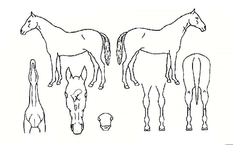 ���¸���� ����,���,�޸�,�λ�,�ٸ��� Ư¡����