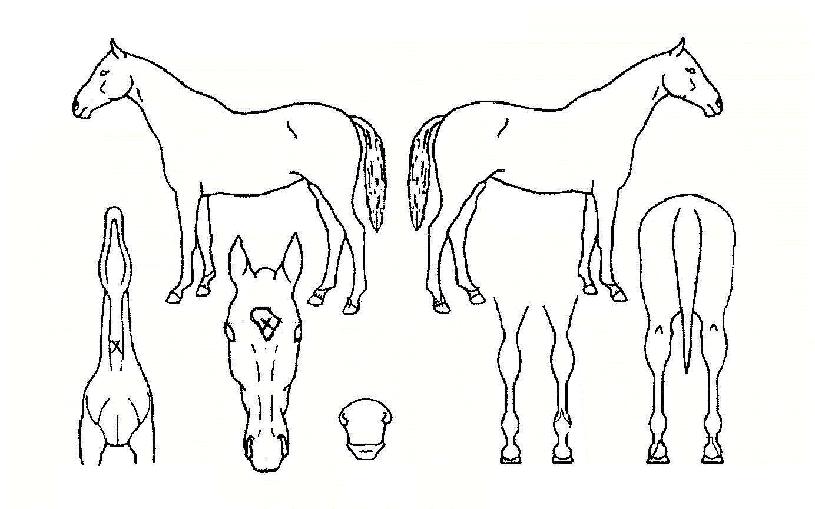 ´õ±×·ëºí·¢ÀÇ Ãø¸é,¿ì¸é,µÞ¸é,µÎ»ó,´Ù¸®ÀÇ Æ¯Â¡µµÇØ