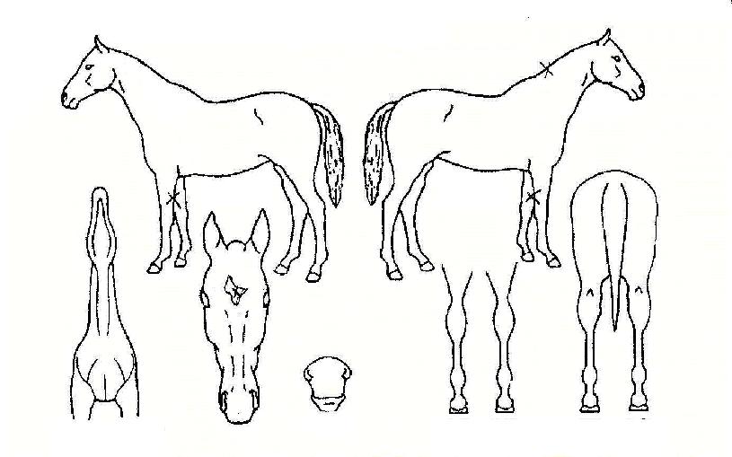 ����ڸ��� ����,���,�޸�,�λ�,�ٸ��� Ư¡����