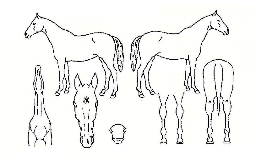 ´õ±×·ë»ó¿øÀÇ Ãø¸é,¿ì¸é,µÞ¸é,µÎ»ó,´Ù¸®ÀÇ Æ¯Â¡µµÇØ