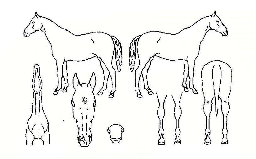 ����� ����,���,�޸�,�λ�,�ٸ��� Ư¡����