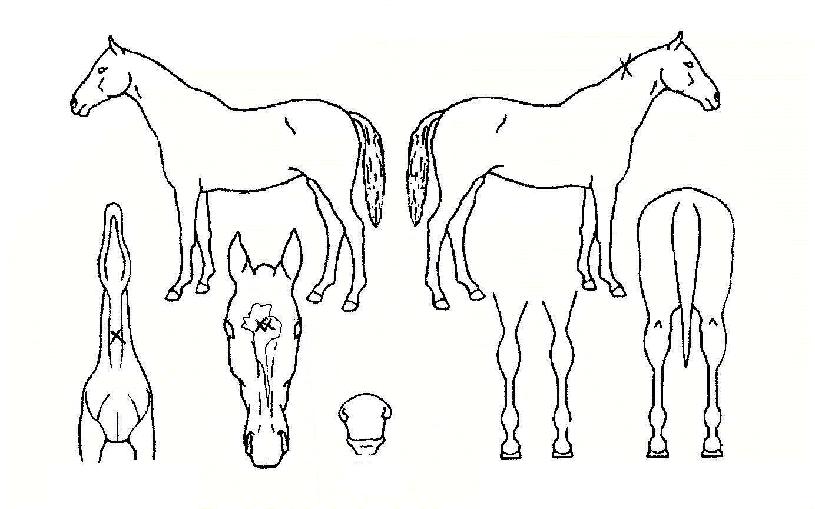 ��������ڸ��� ����,���,�޸�,�λ�,�ٸ��� Ư¡����