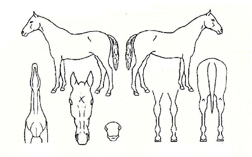 Àå¼öƯ±ÞÀÇ Ãø¸é,¿ì¸é,µÞ¸é,µÎ»ó,´Ù¸®ÀÇ Æ¯Â¡µµÇØ