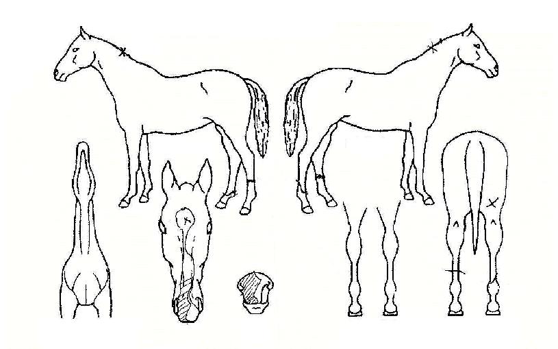 ��ȣ������ ����,���,�޸�,�λ�,�ٸ��� Ư¡����