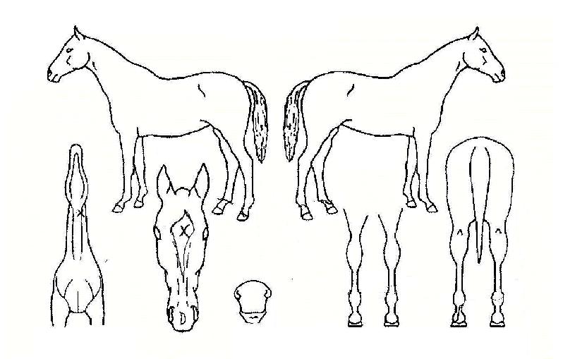 ���׷뿣���� ����,���,�޸�,�λ�,�ٸ��� Ư¡����