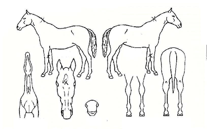 �ұ��� ����,���,�޸�,�λ�,�ٸ��� Ư¡����