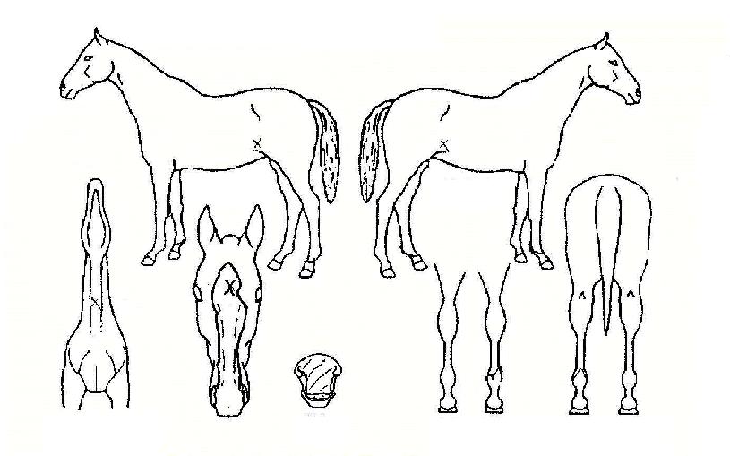 ¹ÝµµÀDzÞÀÇ Ãø¸é,¿ì¸é,µÞ¸é,µÎ»ó,´Ù¸®ÀÇ Æ¯Â¡µµÇØ