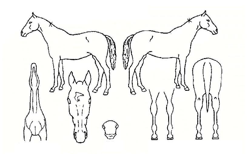 �Ź��� ����,���,�޸�,�λ�,�ٸ��� Ư¡����