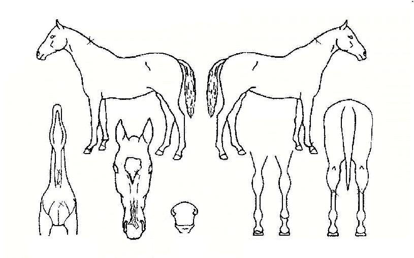 �������ڸ��� ����,���,�޸�,�λ�,�ٸ��� Ư¡����