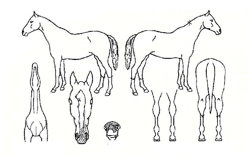 �η����ڸ��� ����,���,�޸�,�λ�,�ٸ��� Ư¡����