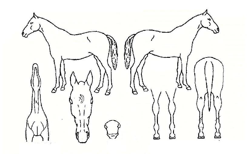 ³»¸¶À½ÀÇdz¼±ÀÇ Ãø¸é,¿ì¸é,µÞ¸é,µÎ»ó,´Ù¸®ÀÇ Æ¯Â¡µµÇØ