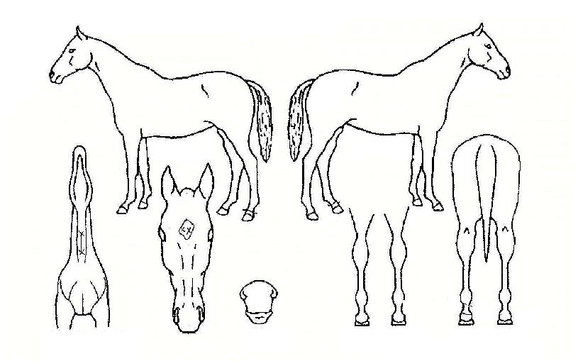 ������ ����,���,�޸�,�λ�,�ٸ��� Ư¡����