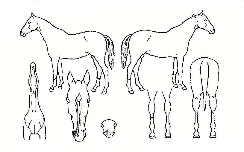 ½ºÅܸ°ÀÚ¸¶ÀÇ Ãø¸é,¿ì¸é,µÞ¸é,µÎ»ó,´Ù¸®ÀÇ Æ¯Â¡µµÇØ