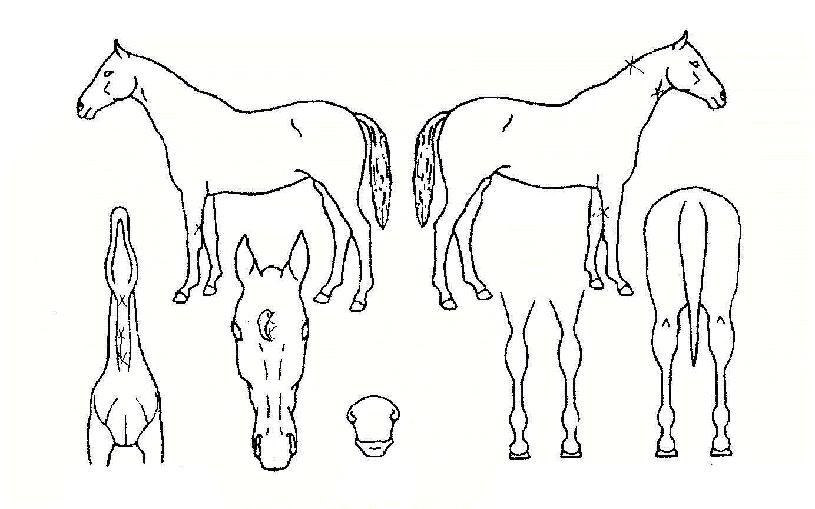 ÀÏ»óÅ»ÃâÀÇ Ãø¸é,¿ì¸é,µÞ¸é,µÎ»ó,´Ù¸®ÀÇ Æ¯Â¡µµÇØ