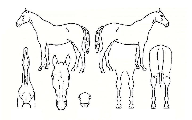 ��ī�þȸ��ٷ�Ƽ�ڸ��� ����,���,�޸�,�λ�,�ٸ��� Ư¡����